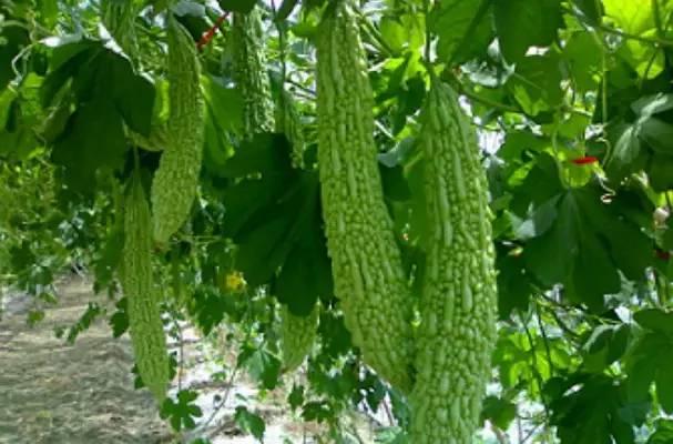 秋收吃瓜,瓜果飘香，共享丰收喜悦