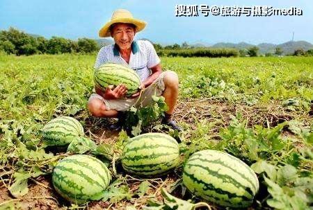 雷火蹲吃瓜,揭秘网络热梗背后的故事与笑料