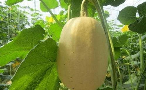 金丝胶瓜怎么吃,解锁美味新体验