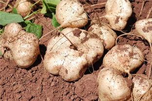 会东吃瓜,揭秘当地特色美食背后的故事