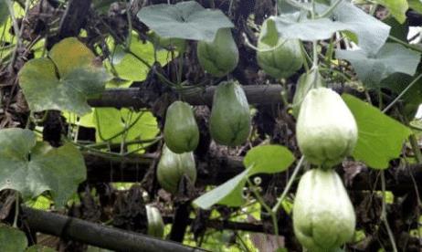 梦见吃杨树结瓜,揭秘杨树结瓜的神秘寓意