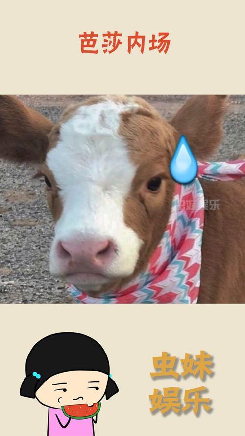 抖音吃瓜圈,揭秘热门事件背后的真相与笑料