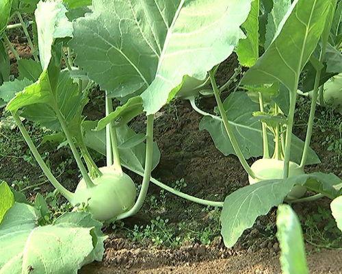 博士带你吃瓜,揭秘娱乐圈那些不为人知的秘密