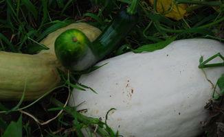 东北雪瓜怎么吃,冬日里的甜蜜诱惑，多样食法解锁美味