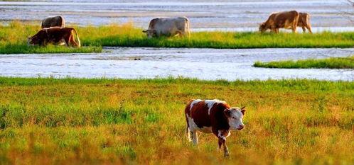 放牛吃瓜小说,田园牧歌中的奇幻冒险