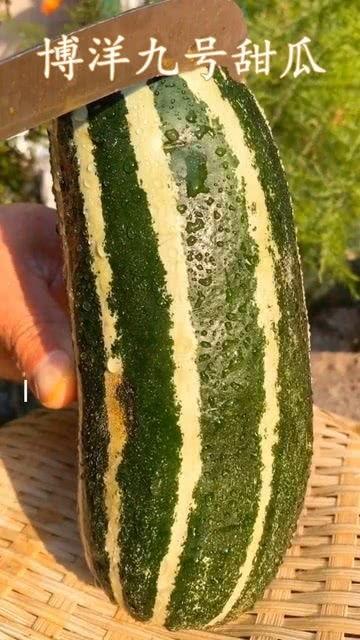 什么瓜没有种可以吃,揭秘无籽可食的神奇果实