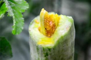 网红瓜爆料在线吃瓜