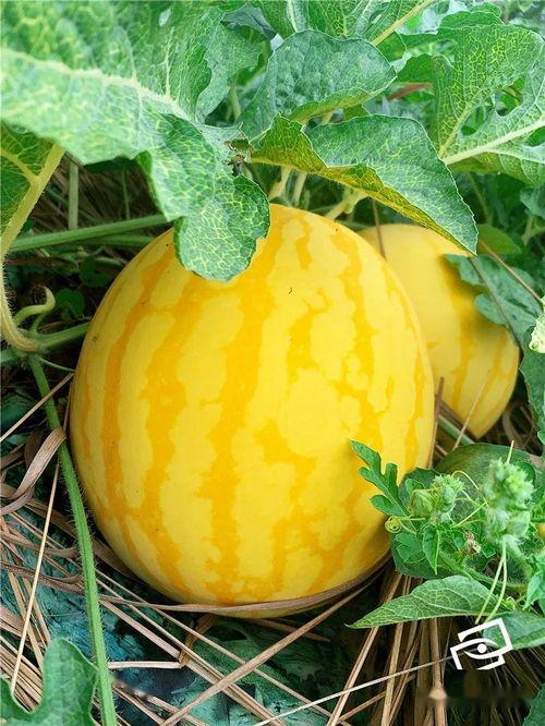 海后吃瓜视频,揭秘娱乐圈幕后故事