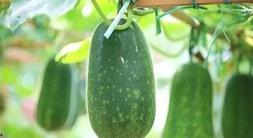 中医吃瓜,吃瓜养生之道