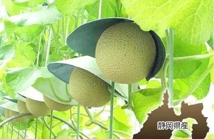 吃瓜秒到